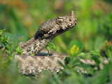 Nose-horned Viper ; comments:36