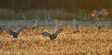 http://en.wikipedia.org/wiki/Sandhill_Crane ; comments:16