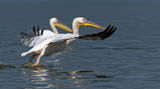 Розови пеликани ; comments:9