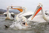 къдроглави пеликани/Dalmatian pelican/Pelecanus crispus ; comments:44