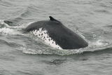 Atlantic Right Whale ; No comments