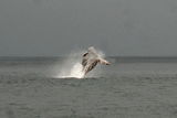 Atlantic Right Whale ; comments:2