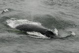Atlantic Right Whale ; comments:1