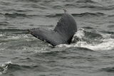 Atlantic Right Whale ; comments:3