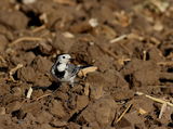 Бяла стърчиопашка (Motacilla alba)2 ; comments:2