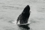Atlantic Right Whale ; comments:5