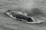 Atlantic Right Whale ; comments:1