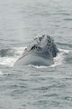 Atlantic Right Whale ; No comments