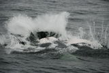 Atlantic Right Whale ; No comments