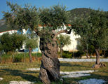 Olive tree ; comments:2