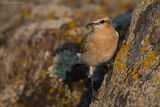 Ориенталско каменарче (Oenanthe isabellina) ; Коментари:6