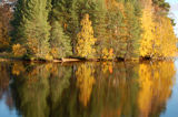 Autumn colors in Lapland ; comments:4