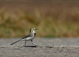 Бяла стърчиопашка (Motacilla alba) ; comments:6