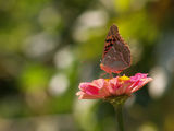 Papillon ; comments:5