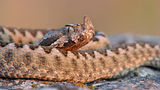 Nose-horned Viper ; comments:23