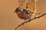 Чинка (Fringilla coelebs) ; comments:18