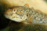 Rock goby | Gobius paganellus ; comments:4