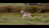 Zebra on the run ; comments:15