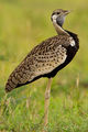 African black-bellied bustard ; comments:19