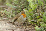 Червеногръдка (Erithacus rubecula ) ; comments:4