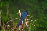 Blue-crowned Trogon   (Trogon curucui) ; comments:8