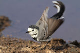 Бяла стърчиопашка (Motacilla alba) ; comments:4