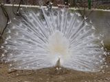 White Peacock - Бял Индийски Паун ; comments:4