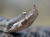 Nose-horned Viper ; comments:16