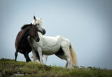 черен кон ,бяла кобила II ; comments:15