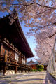Sakura Temple ; comments:54