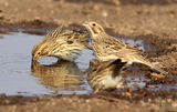 Сива овесарка (Emberiza calandra) ; comments:9