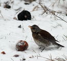 Хвойнов дрозд (Turdus pilaris) ; comments:4