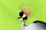 Grey Crowned Crane ; comments:4