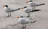Royal Tern ; comments:11
