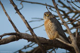 Малък сокол (Falco columbarius) ; comments:24