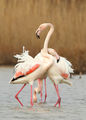 розови фламинги/Flamingo ; comments:45