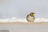 Ушата чучулига (Eremophilla alpestris) Shore Lark ; comments:20