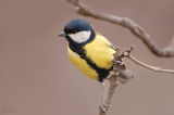 Голям синигер(Parus major) ; comments:15