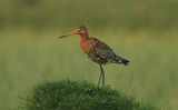 limosa ; comments:21