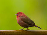 Аfrican fire finch ; comments:27