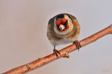 Щиглец(Carduelis carduelis) ; comments:19