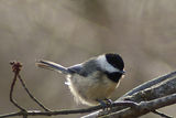 Black-capped chickadee ; comments:5