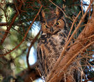 Great Horned Owl, Bubo virginianus ; comments:29