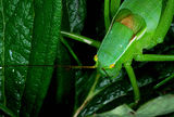 Tettigonia viridissima-female ; comments:2