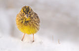 Жълта овесарка(Emberiza citrinella) ; comments:30