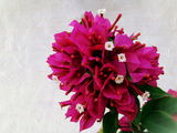 Bougainvillea Vera Deep Purple ; comments:8