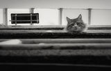 Curiosity &amp; the Cat ; comments:37
