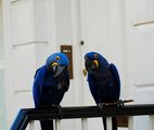 Blue Macaws ; Comments:3