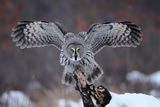 Landing owl ; comments:89