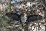 Малък корморан / Phalacrocorax pygmeus. ; comments:9